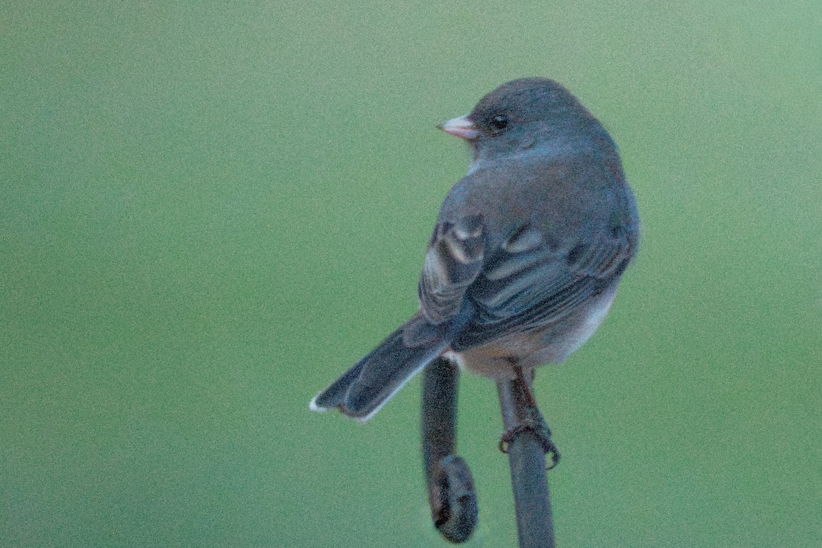 Серый юнко - ML647532870