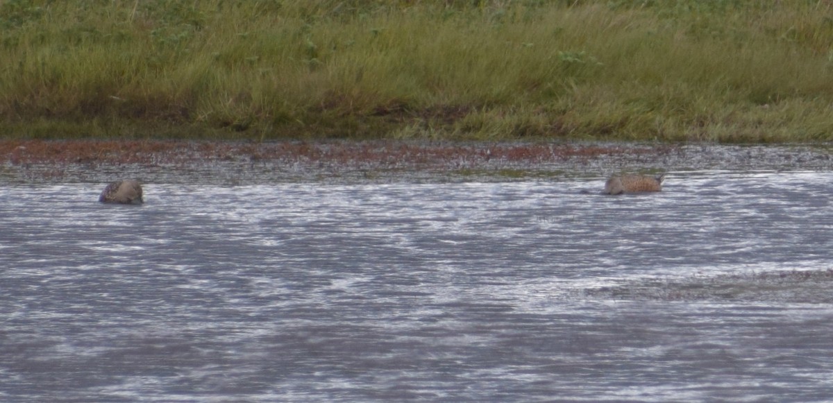 Красная широконоска - ML647532874