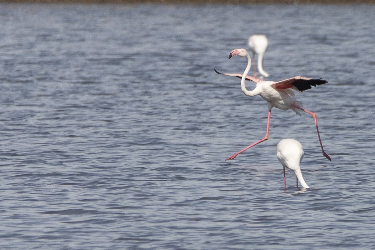 Большой баклан - ML647532876