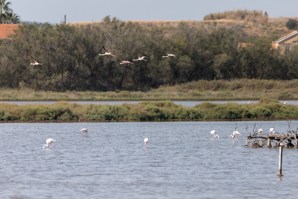 Большой баклан - ML647532878