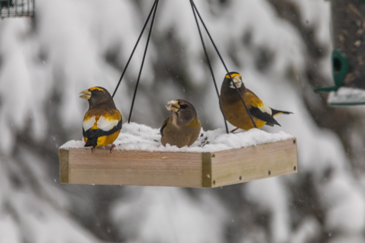 Вечерний дубонос - ML647532879