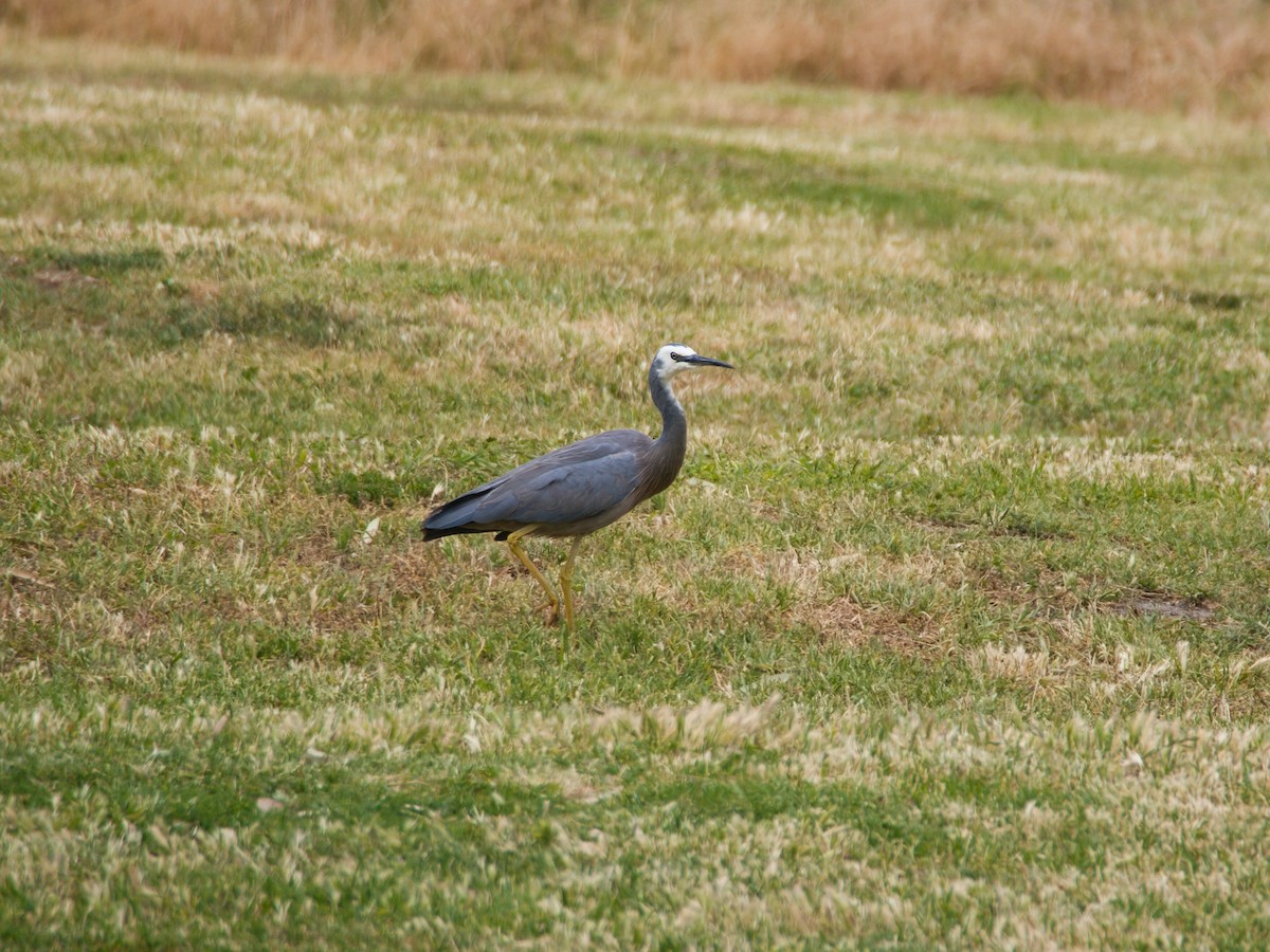 Белолицая цапля - ML647532880