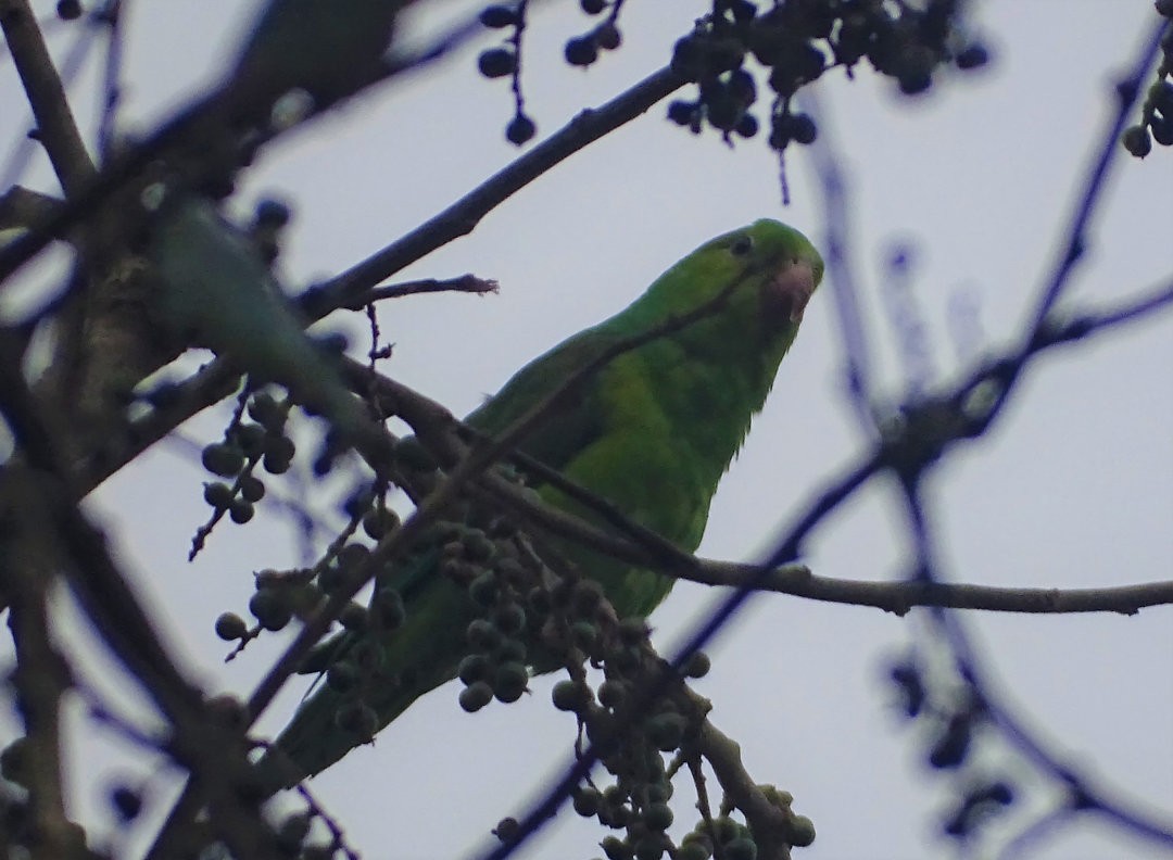 Тирика - ML647532881