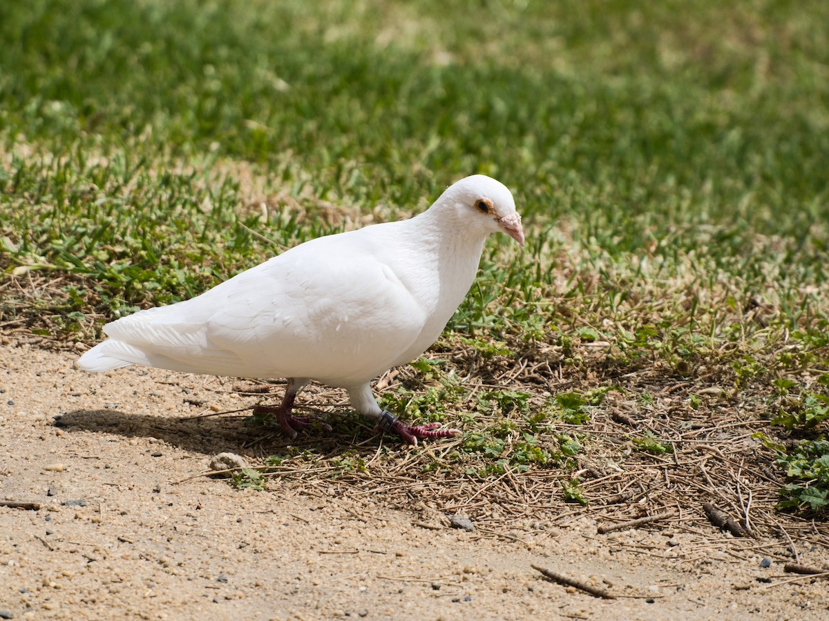 Китайская горлица - ML647532882