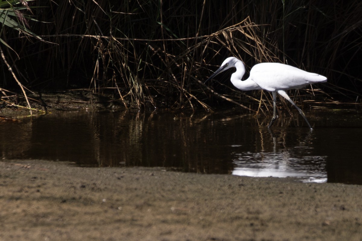 Малая белая цапля - ML647532883
