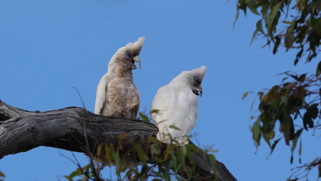Western Corella - ML647532890