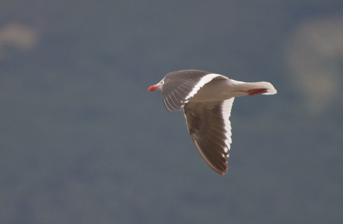 Dolphin Gull - ML647532902