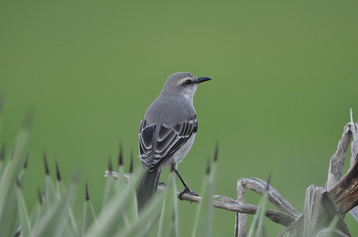 Tropikal Taklitçi - ML647532908