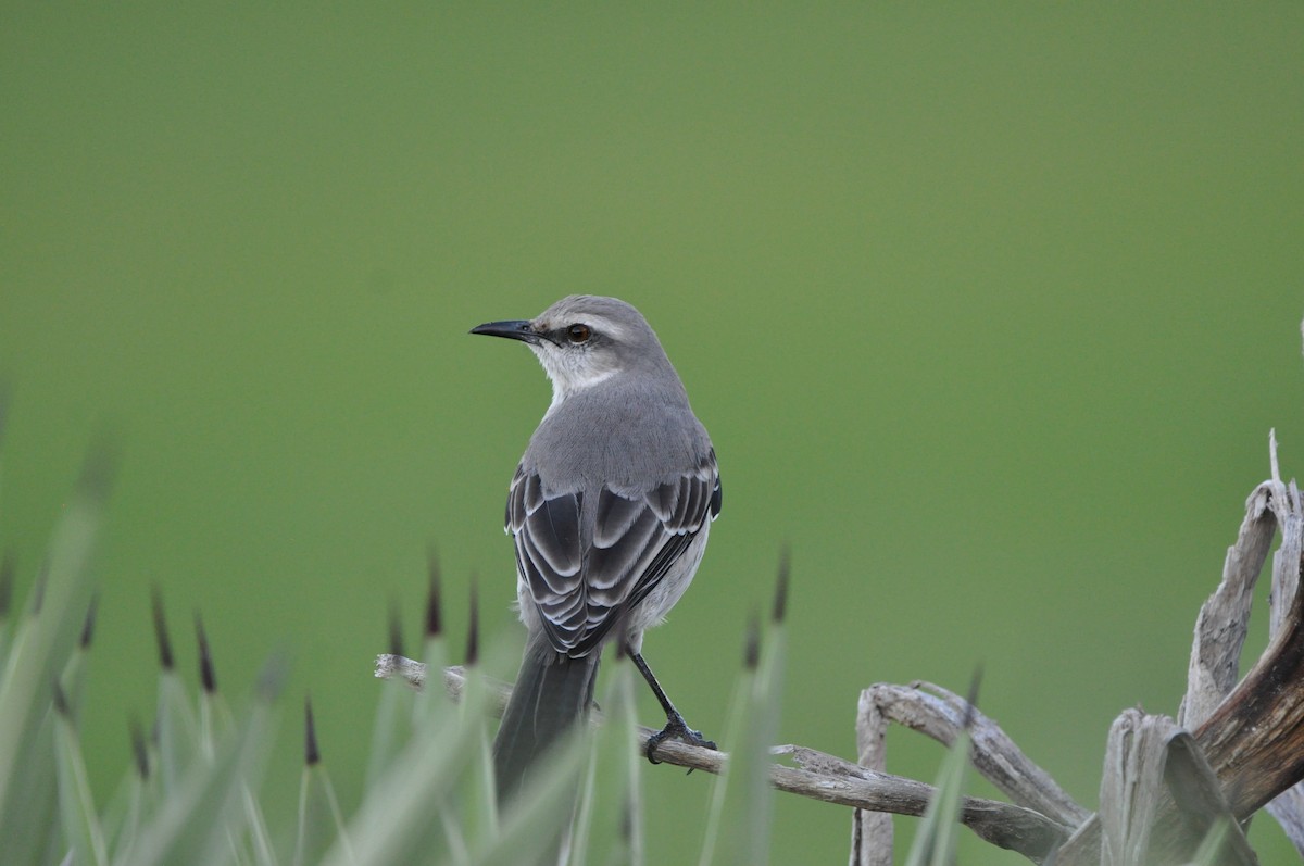 Tropikal Taklitçi - ML647532909
