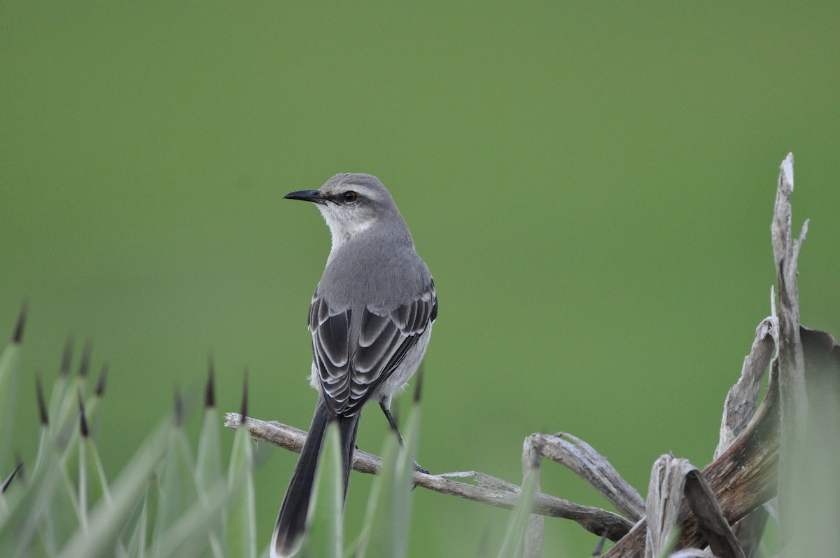 Tropikal Taklitçi - ML647532910