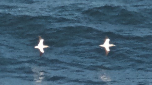 Cape Gannet - ML647532913