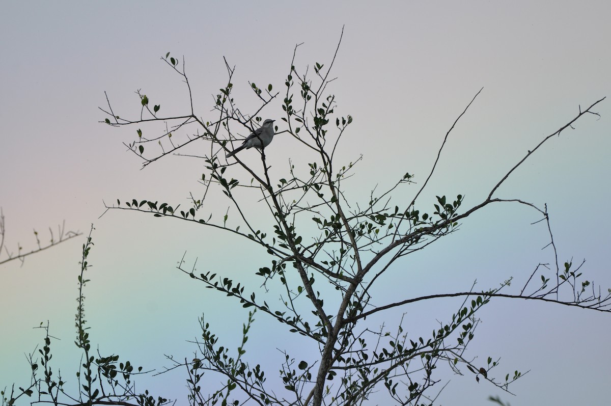 Tropikal Taklitçi - ML647532932