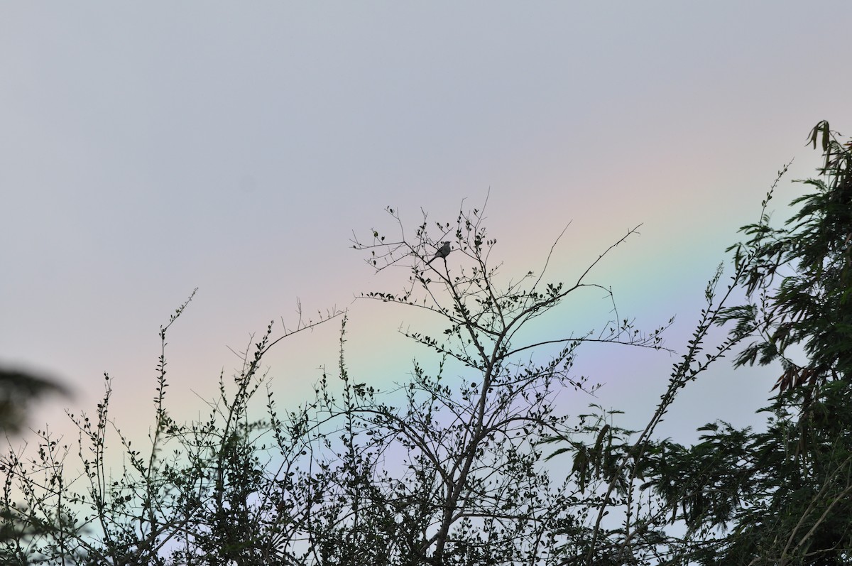 Tropikal Taklitçi - ML647532933