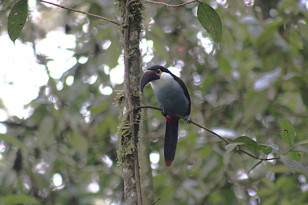 Андигена білощока - ML647532942