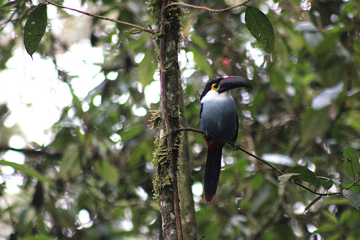 Андигена білощока - ML647532943