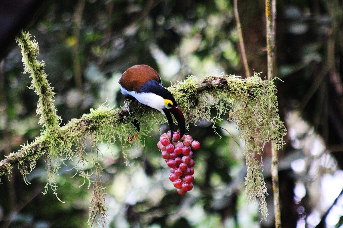 Андигена білощока - ML647532944