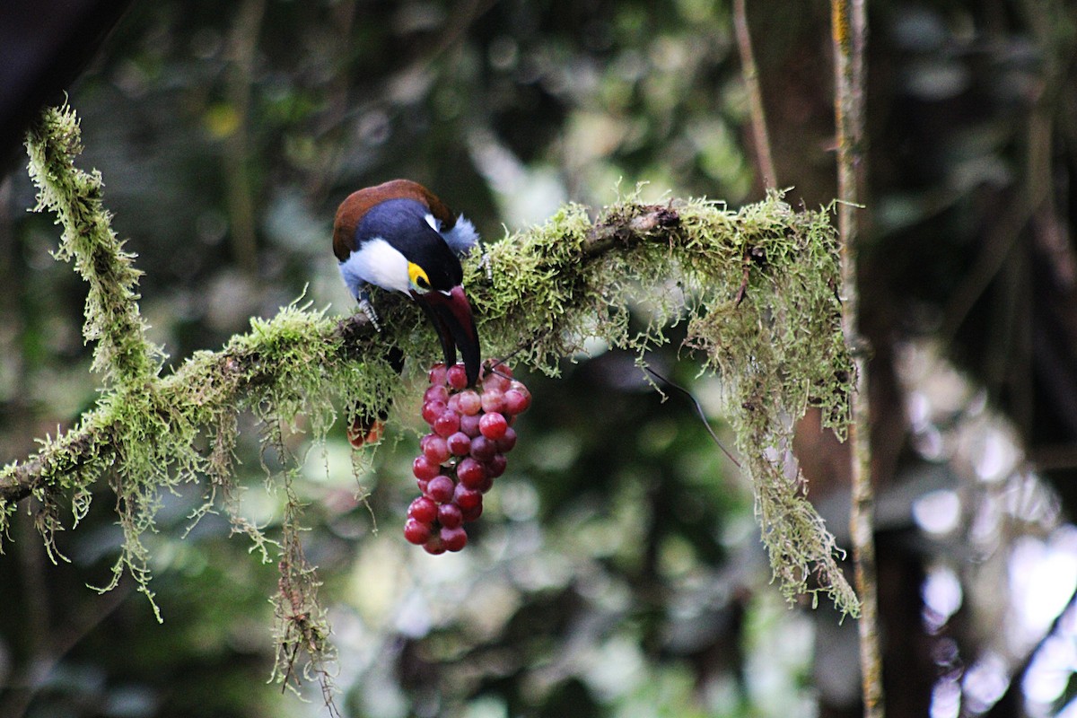Андигена білощока - ML647532945