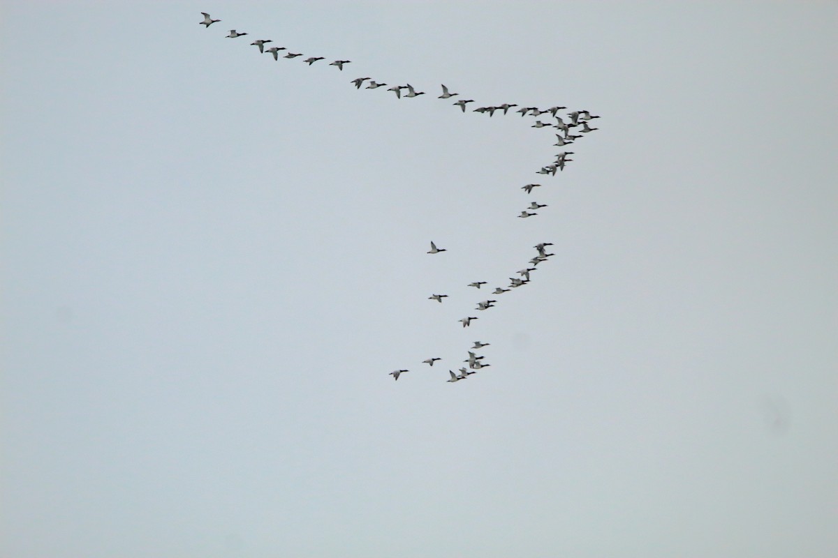 Murgilari bizkarzuria - ML647532951