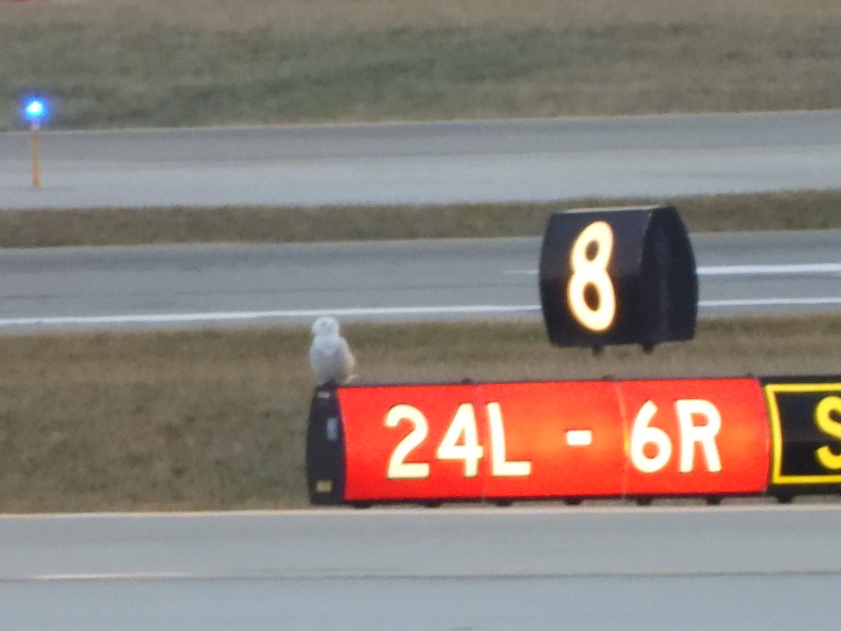 Snowy Owl - ML647532952