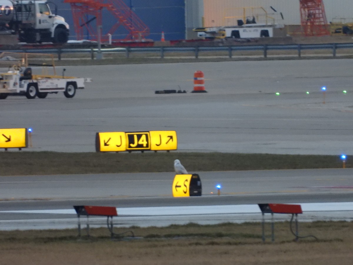 Snowy Owl - ML647532953