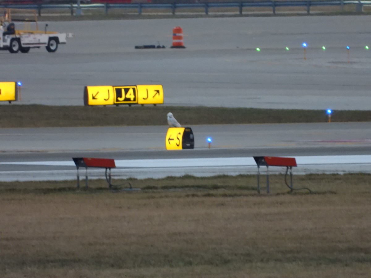 Snowy Owl - ML647532954