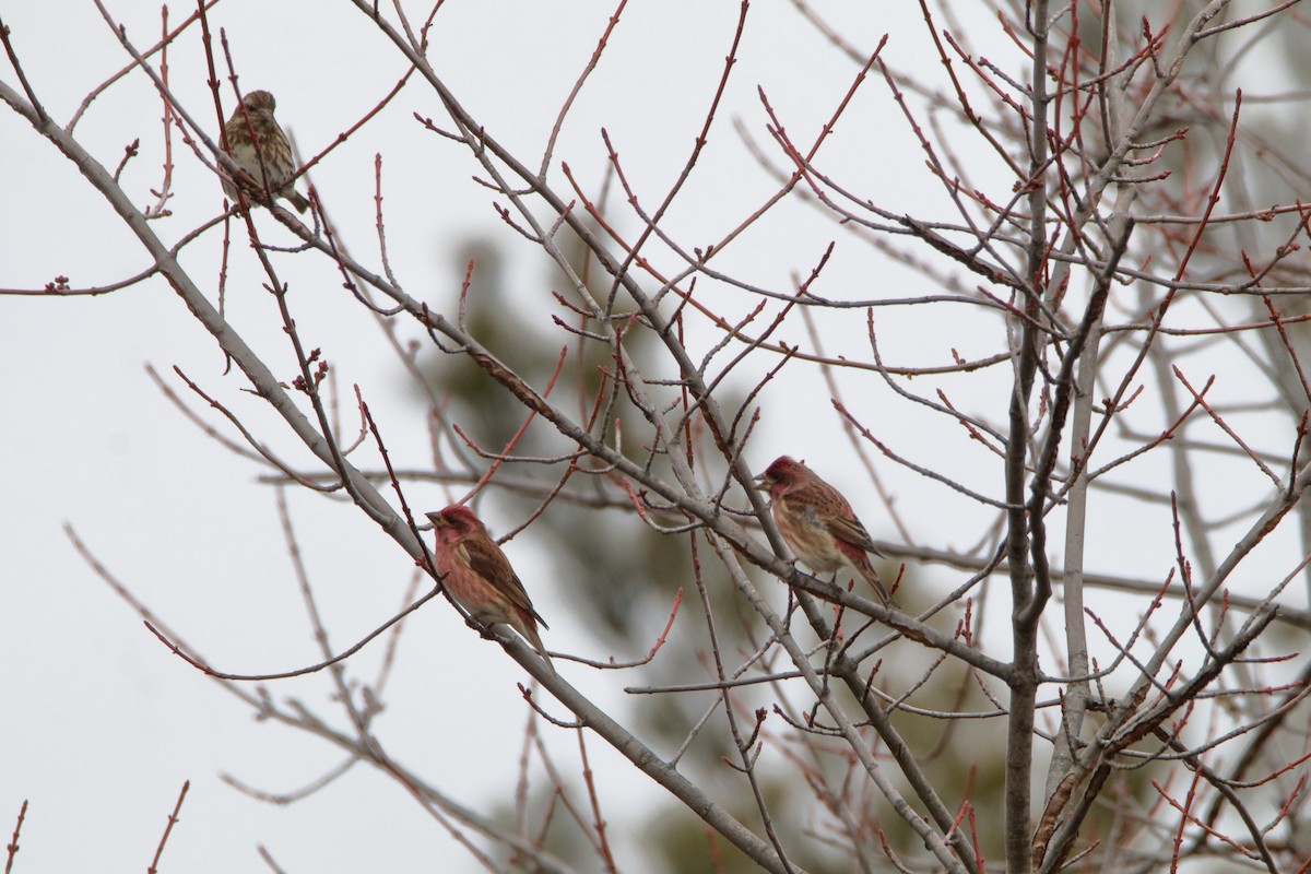 Чечевиця кармінова - ML647532966