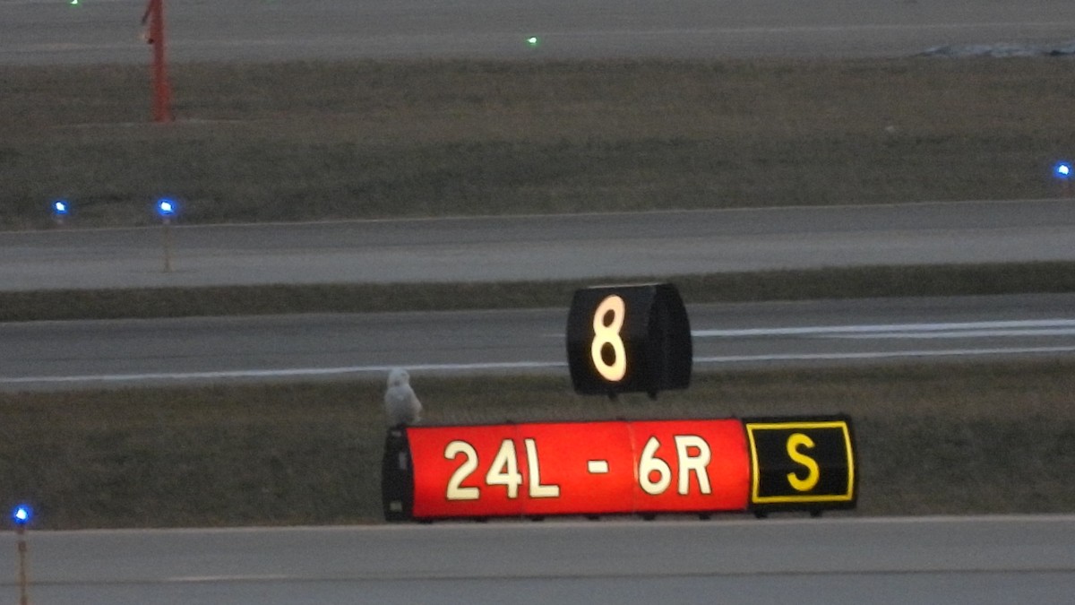 Snowy Owl - ML647532989