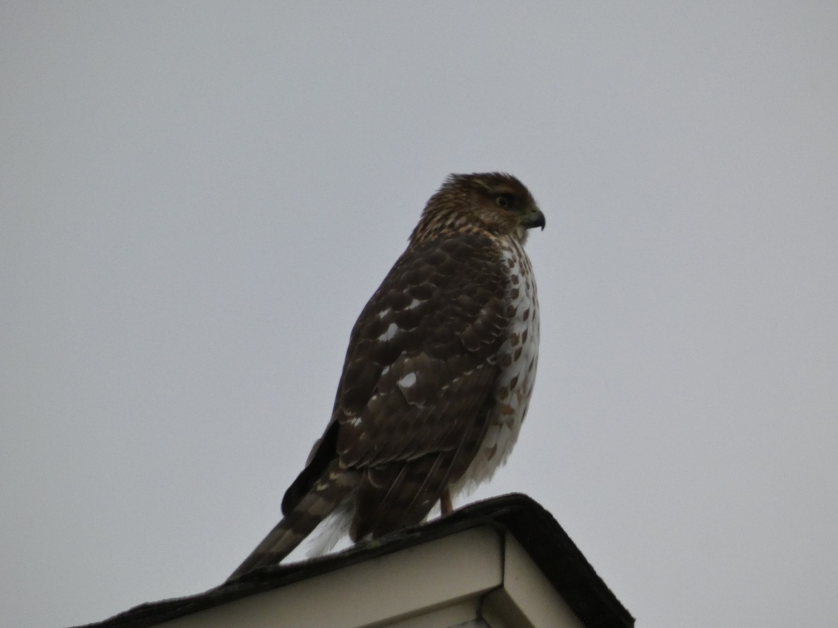Cooper's Hawk - ML647533002