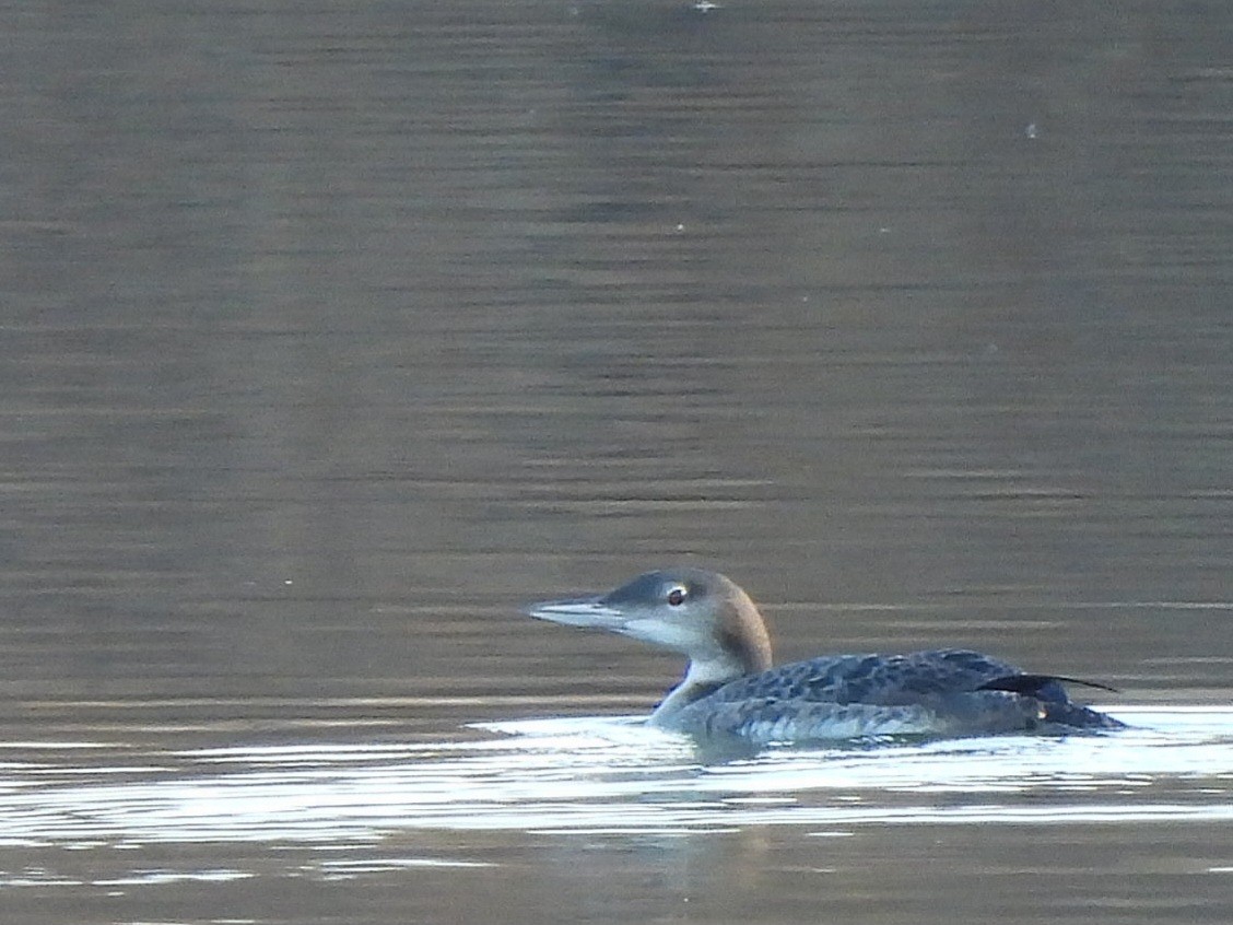 Buz Dalgıcı - ML647533036