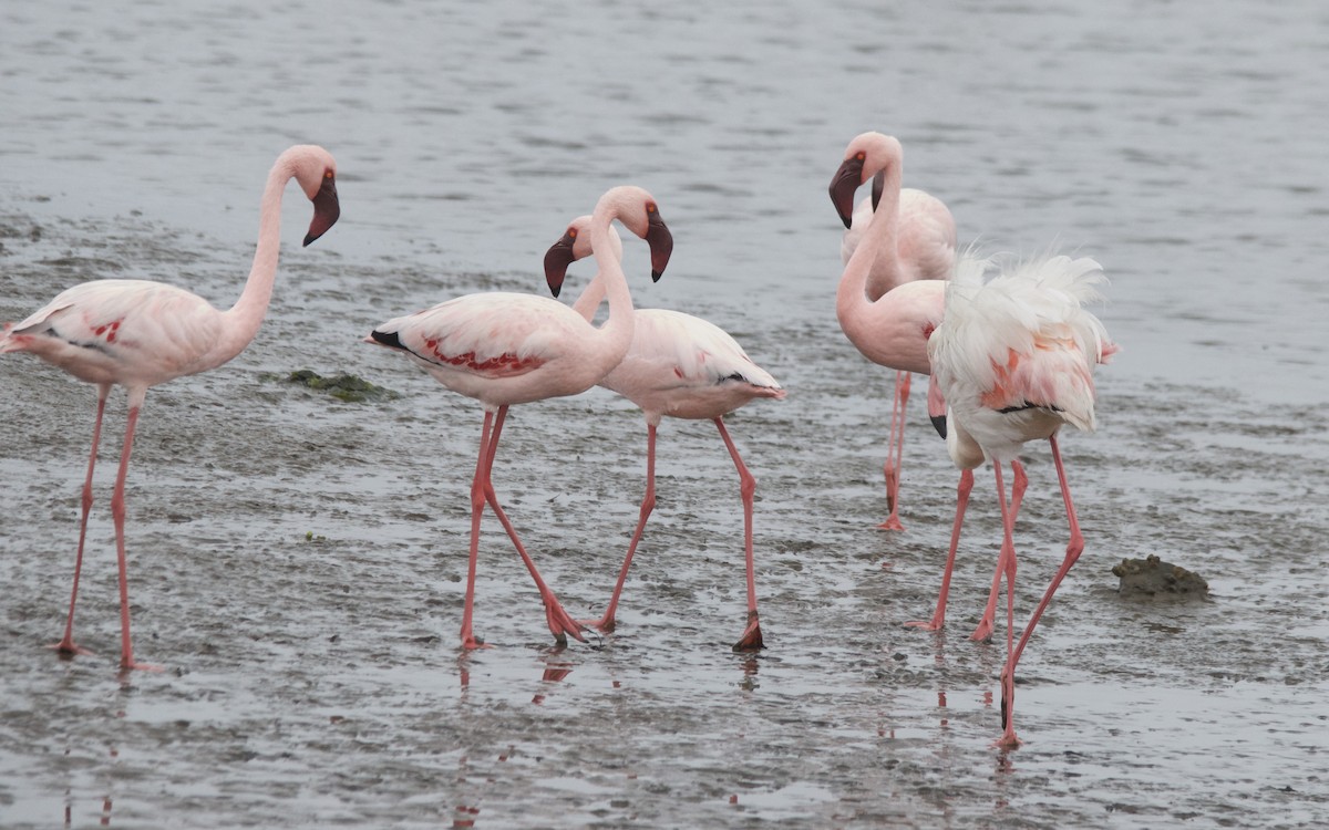 Zwergflamingo - ML647533046