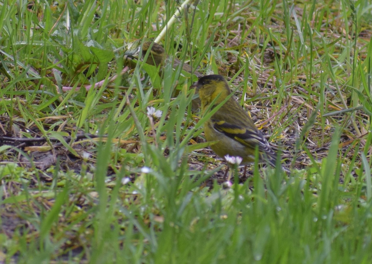 Black-chinned Siskin - ML647533056