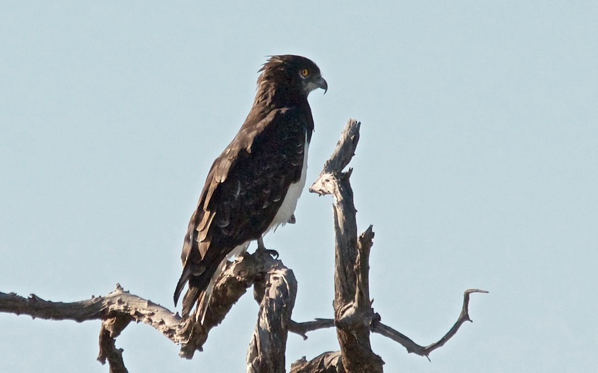 svartbrystslangeørn - ML647533063