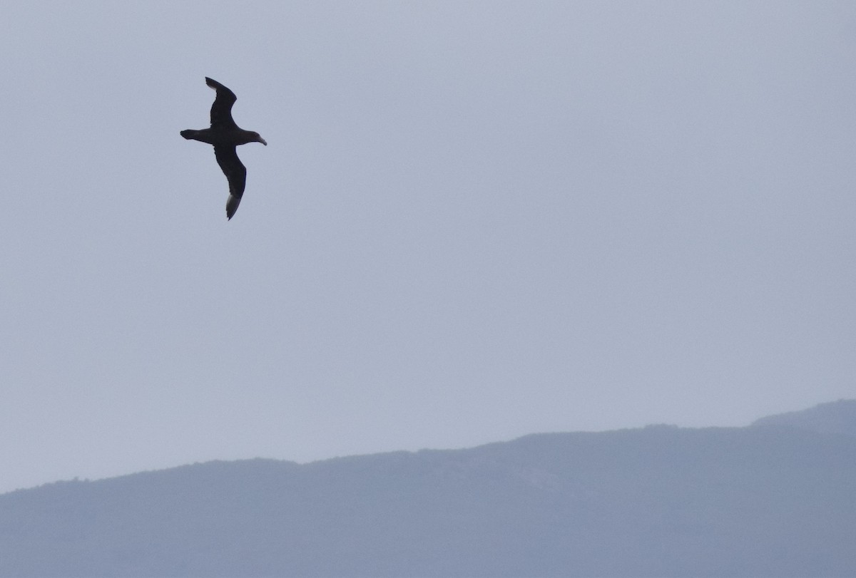 סערון-ענק דרומי - ML647533106