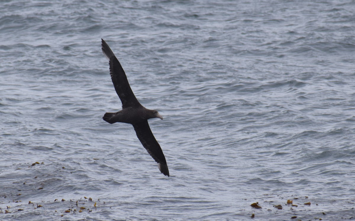 סערון-ענק דרומי - ML647533108