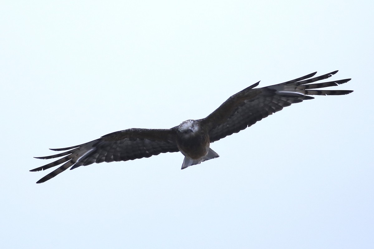 Square-tailed Kite - ML647533132