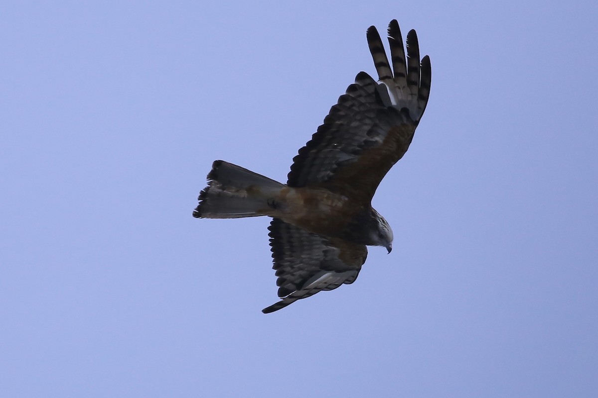 Square-tailed Kite - ML647533133