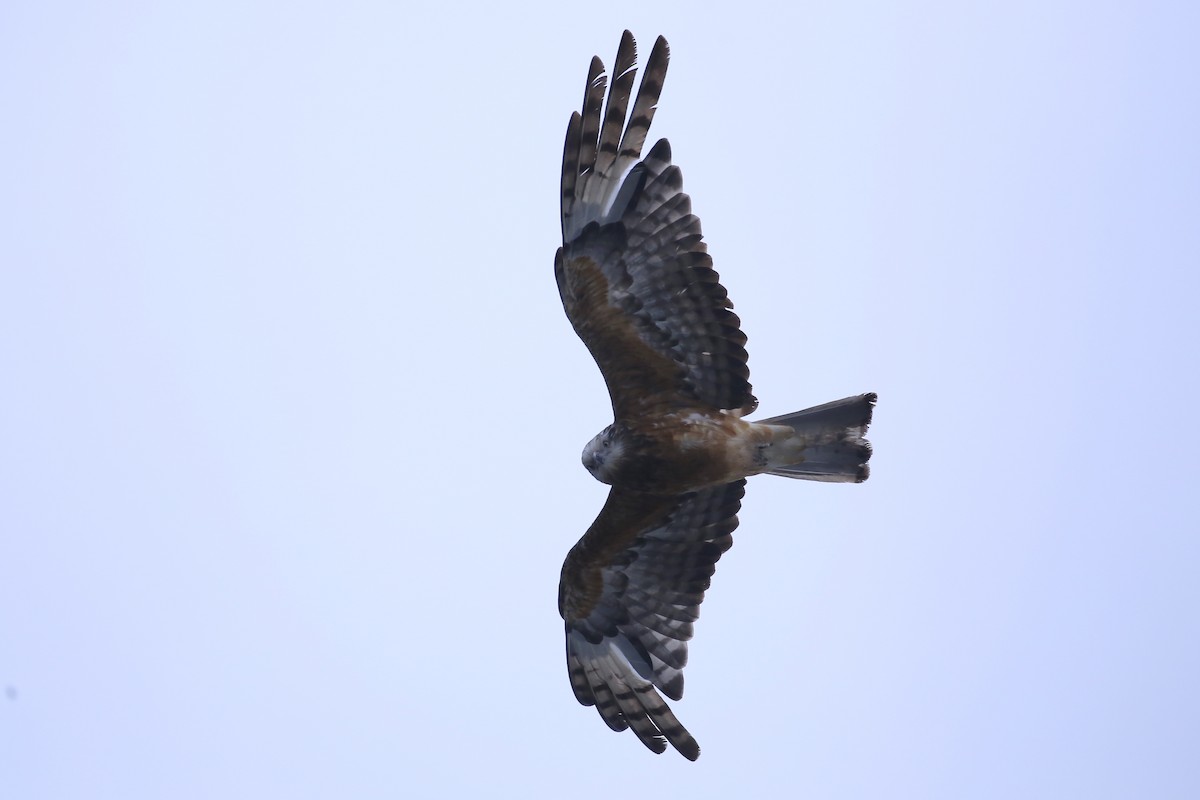 Square-tailed Kite - ML647533134