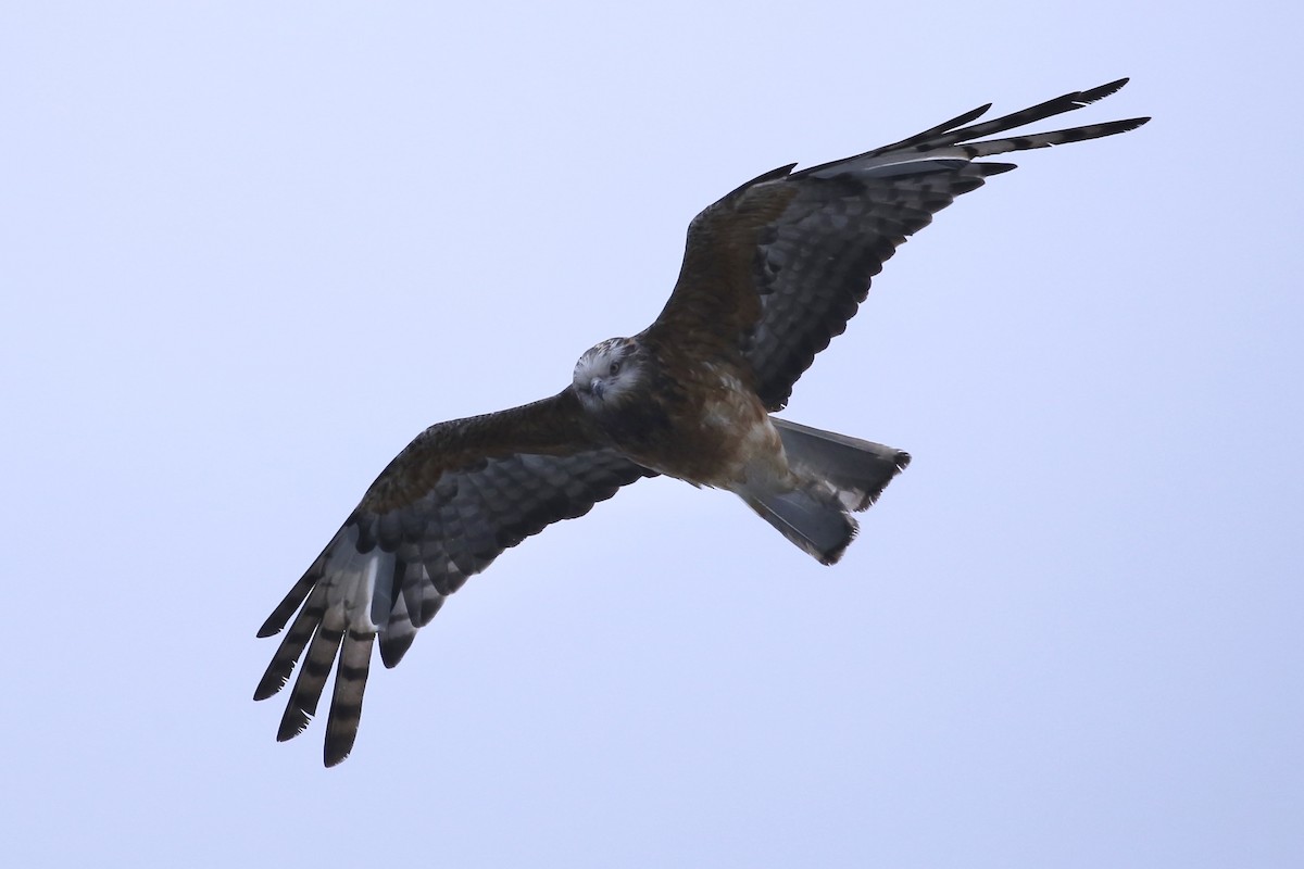 Square-tailed Kite - ML647533135