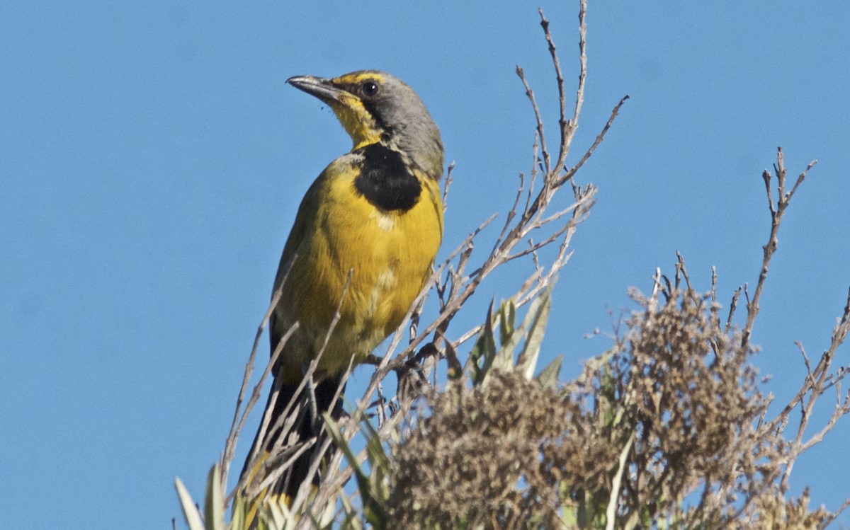 Bokmakierie - ML647533142