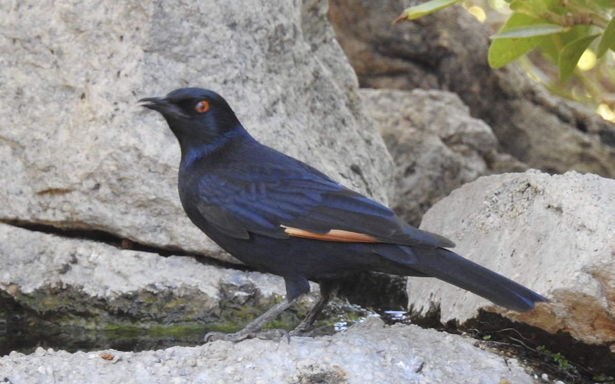 Pale-winged Starling - ML647533154