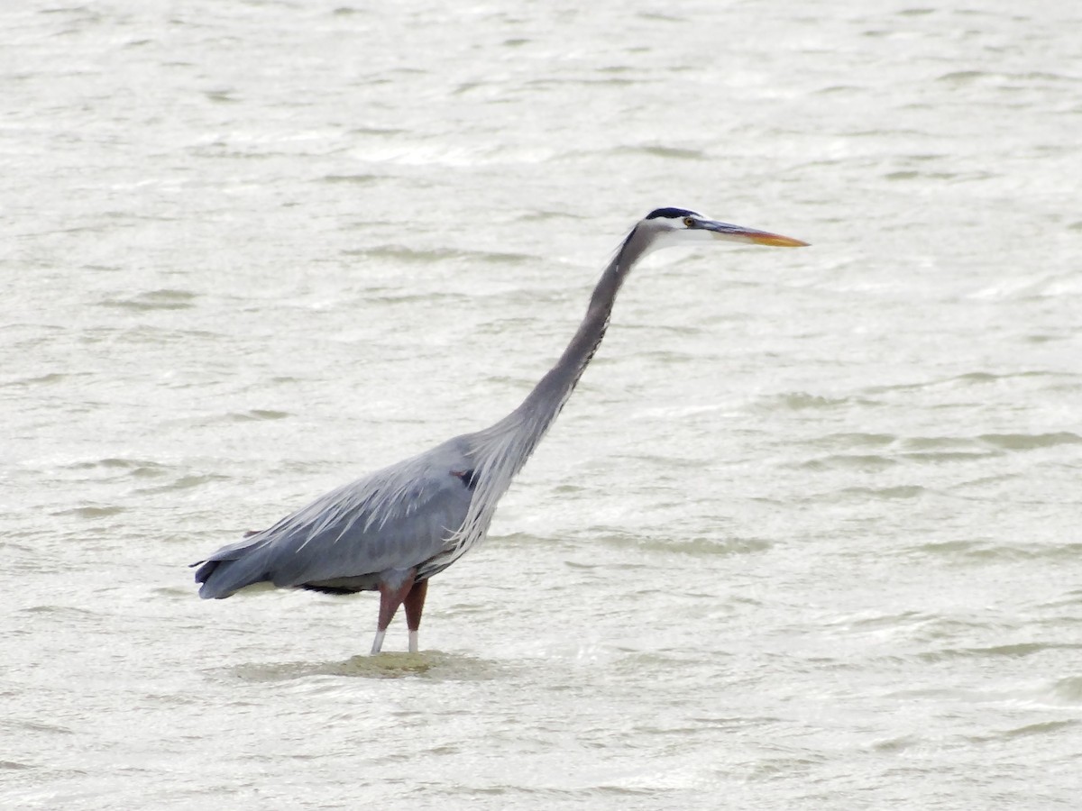 Чапля північна - ML647533163