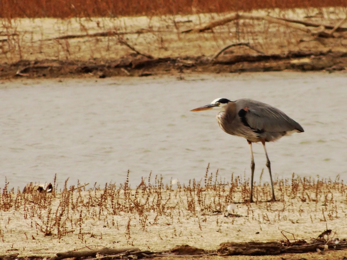 Чапля північна - ML647533168