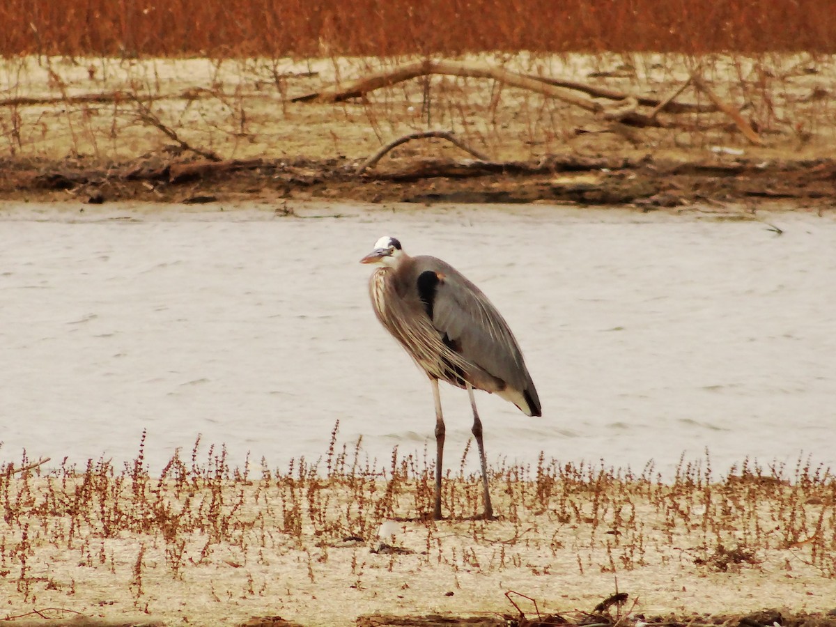 Чапля північна - ML647533169