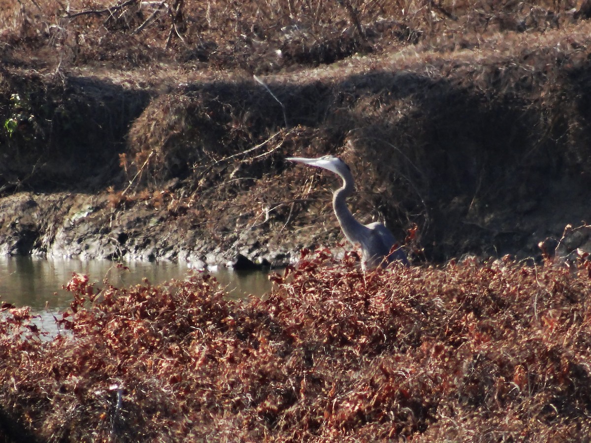 Чапля північна - ML647533171