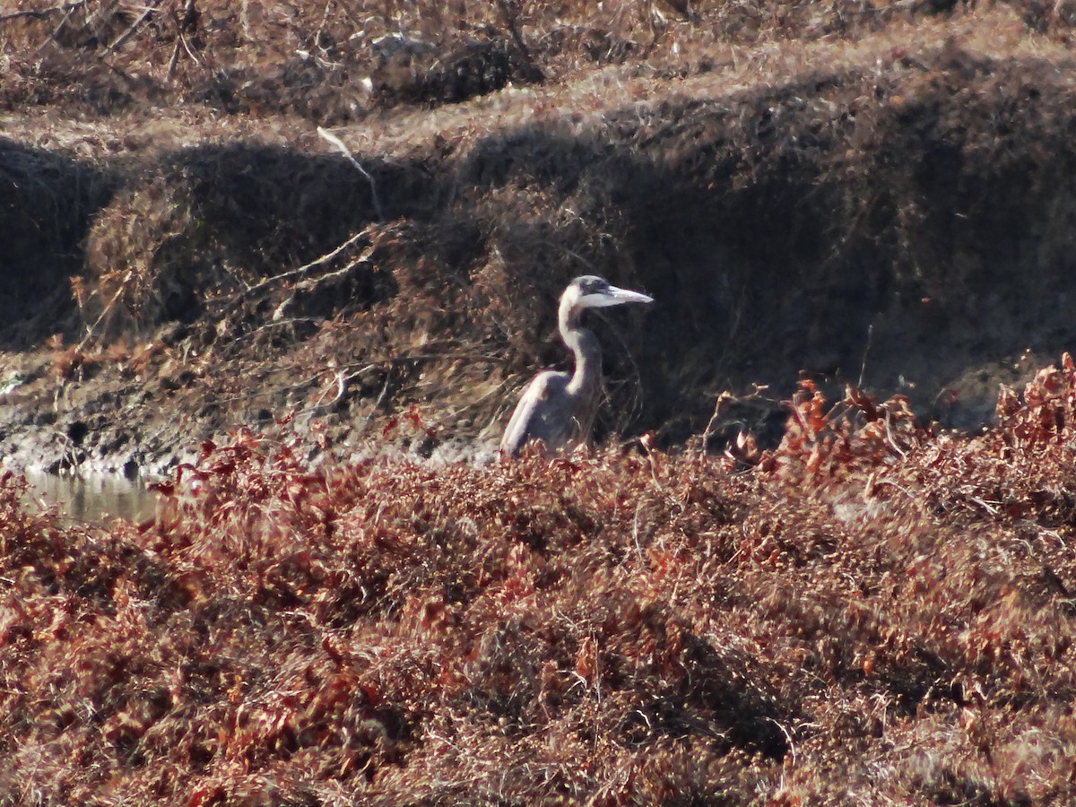 Чапля північна - ML647533172
