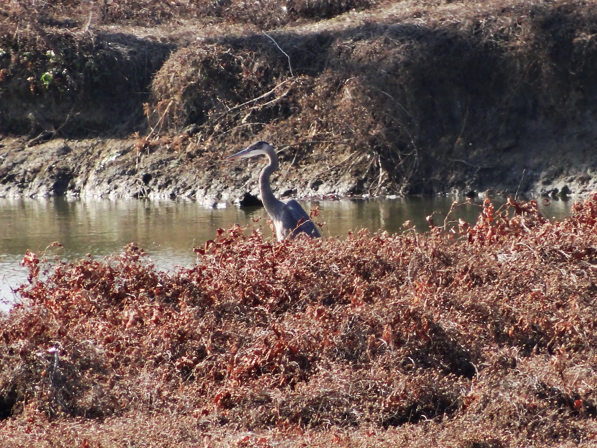 Чапля північна - ML647533173
