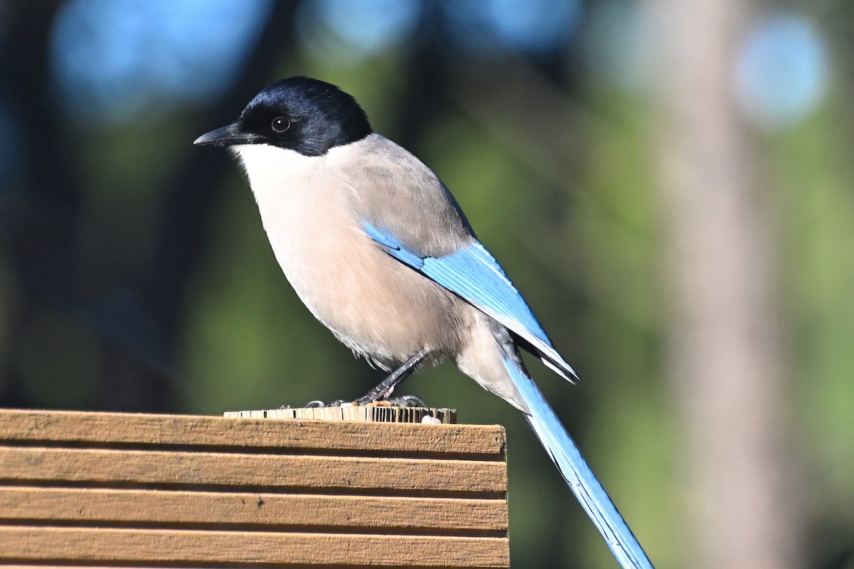 Сорока іберійська - ML647533175