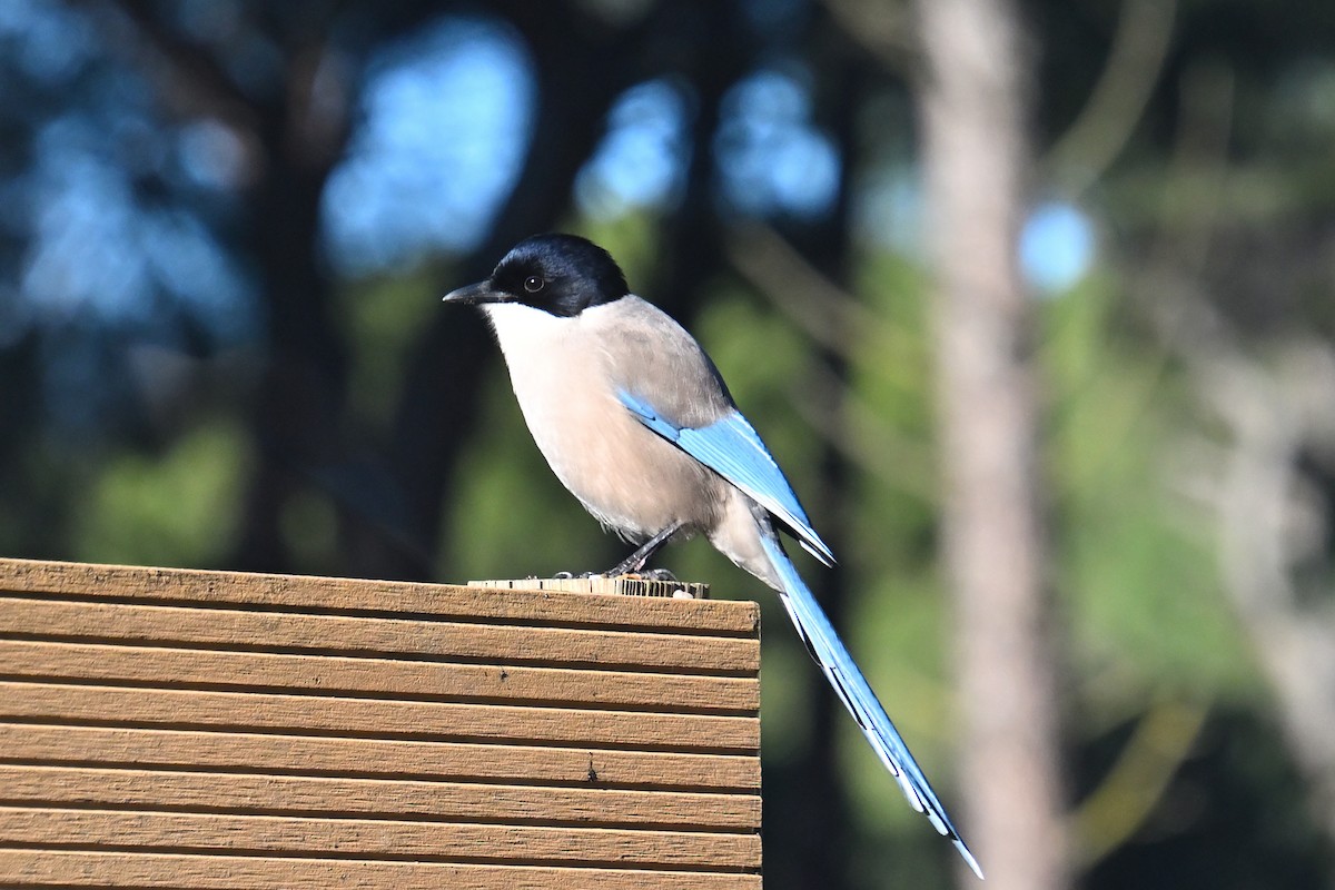 Сорока іберійська - ML647533176