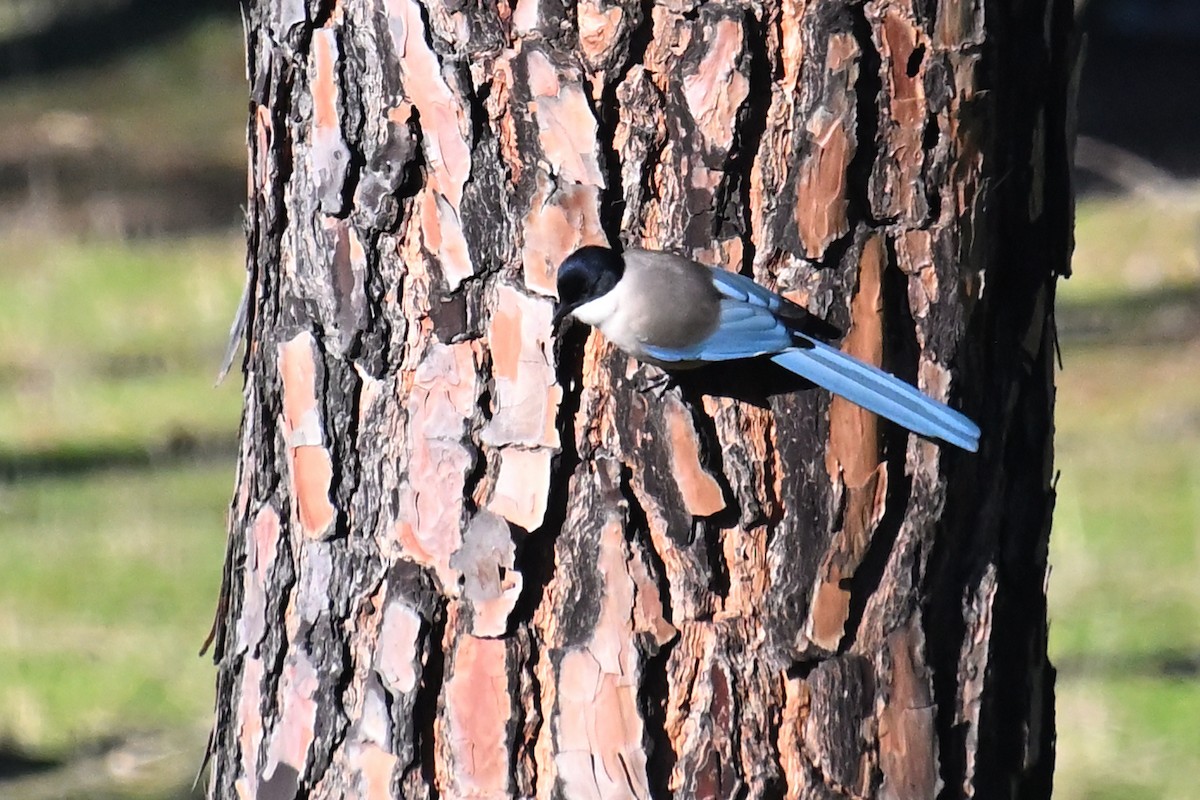 Сорока іберійська - ML647533177