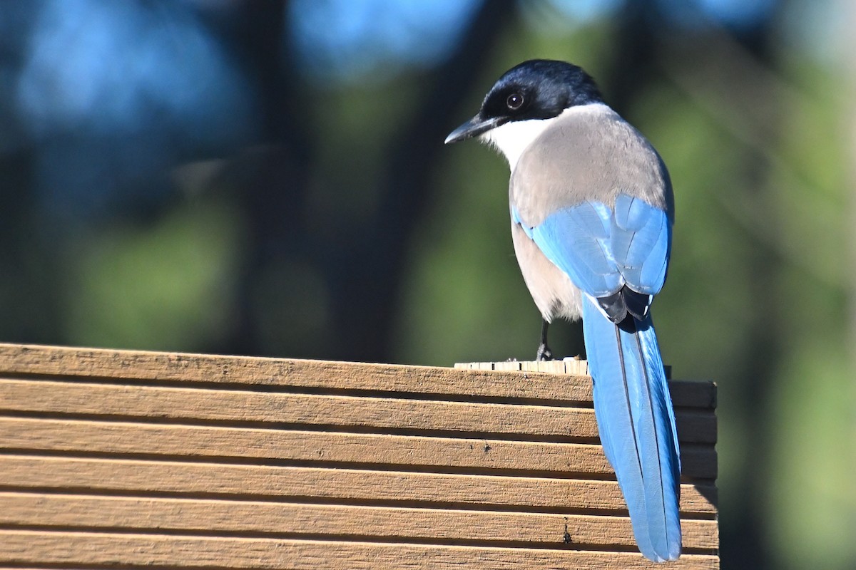 Сорока іберійська - ML647533178